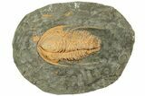 Cambrian Trilobite (Hamatolenus) - Tinjdad, Morocco #229607-1
